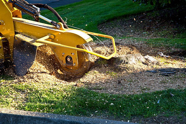 Emergency Storm Tree Removal in Elliston, VA